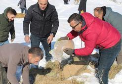 Erzurum'da yaban hayatı için doğaya yem bırakıldı