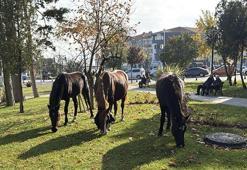 Tekirdağ’da başıboş 3 at, kent merkezine indi