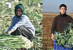 İzmir'de kuraklık arttı; kışlık sebze üretimi düştü