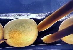 Laboratuvarda 'mutant' Karadeniz alabalığı ürettiler; gıda güvenliği incelenecek