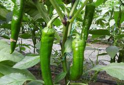 'Türkiye'nin en acı biberi zayıflamaya yardımcı oluyor'