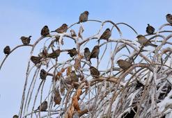 Sivas buz kesti, Kızılırmak Nehri kısmen dondu