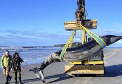 Dünyanın en nadir balinası ilk kez inceleniyor