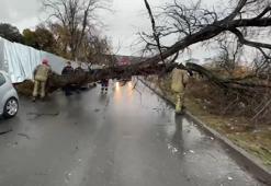 Avcılar’da devrilen iğde ağacı elektrik ve telefon hatlarına zarar verdi