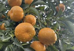 Bodrum'un coğrafi işaretli mandalinası bahçede 10, pazarda 50 liraya satılıyor