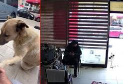 Sokak köpeği, kendisini besleyen kişinin dükkanına tavuk budu bıraktı; o anlar kamerada