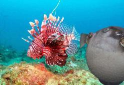 Ege Denizi'nde su sıcaklığı düştü; egzotik türler uzaklaştı