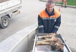 Belediye personeli, yaralı köpeği hastaneye yetiştirdi