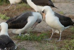 Dünyanın en yaşlı yabani kuşu Wisdom, 74 yaşında yumurtladı