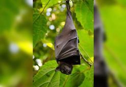 ABD’de bir öğretmen yarasa tarafından ısırıldıktan sonra hayatını kaybetti