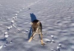 Yiyecek arayan kurtlar 'dron' ile görüntülendi