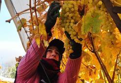 Manisa'da kış mevsiminde üzüm hasadı