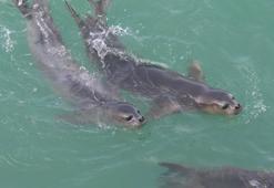 Nesli tehlike altındaki Akdeniz foklarının sayısı 900'e yükseldi