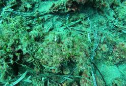 'Ege'de yerli makroalg ve deniz çayırları tehlike altında'