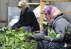 Dünyanın defne ihtiyacının yüzde 95’ini Türkiye karşılıyor