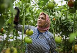 Domatesin fiyatı seradan markete yüzde 175 artıyor