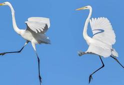 Daha önce Çanakkale'de görülmeyen 50 farklı kuş türünü fotoğrafladı