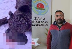Gezintiye çıkan kişiye saldırıp öldüren ayı, vuruldu