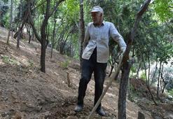 30 yılda 30 binin üzerinde fidan diken ‘Şeyhmus Amca’: Ölünceye kadar devam edeceğim