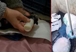 Sancaktepe’de ağzı bağlı poşette 4’ü ölü 11 yavru köpek bulundu