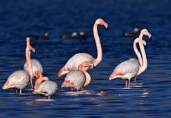 Allı turnalar kışın da Van Gölü'nde