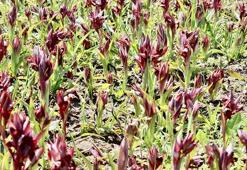 Doğadan salep bitkisi toplamanın cezası 387 bin lira