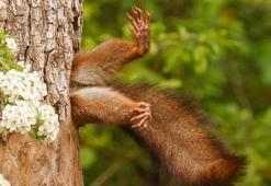 Komedi Vahşi Yaşam Fotoğrafçılığı Ödülleri kazananı belli oldu