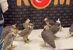 Türkiye’den kaçırdıkları gökdoğanları, yurt dışında 100 bin dolara satacaklardı