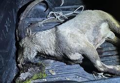 Yaban keçisi avlayan İYİ Parti milletvekili ile 3 kişiye  1 milyon 400 bin TL ceza