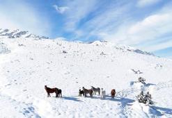 Karla kaplı bölgede gezen yılkı atları dron kamerasında