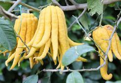 En ilginç narenciye türleri, bu bahçede yetişiyor; Buda'nın eli, havyar limonu