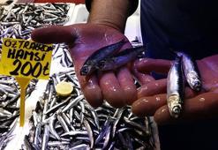 Kar suyuyla lezzetlenen hamsiye, fiyatına rağmen ilgi