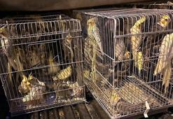 Tekirdağ'da 666 kaçak kuş ele geçirildi