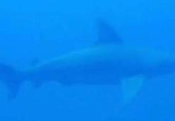 Kum köpek balıklarının koruma altına alınıp, bölgenin turizme kazandırılması için proje