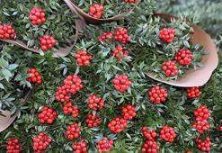 Yılbaşı çiçeği 'kokina'ya yoğun talep