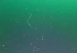 Marmara Denizi'nde müsilaja rastlandı