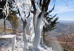 Patlayan borudan suyun sıçradığı ağaçta buz sarkıtları oluştu