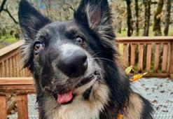 Asimetrik yüzüyle dikkat çeken köpek, Picasso’nun eserlerine benzetildi