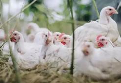 ABD'nin California eyaletinde OHAL ilan edildi