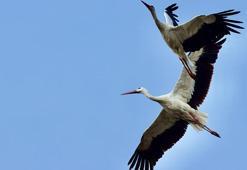 Kuşların göç yolları 'Kuş Hava Yolları' haritasında