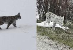 Karla kaplı arazide gezen vaşaklar kamerada