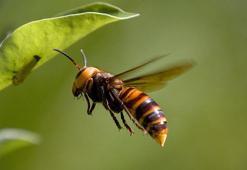 ABD’de katil eşek arısı tehdidi sona erdi