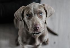 ABD'de salmonella riski nedeniyle köpek mamaları geri çağırıldı