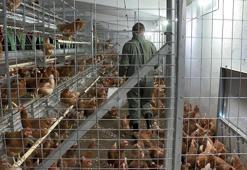 BUÜ tarafından uygulanacak sistemle 'özgür tavuklar’, kaliteli yumurta üretecek