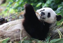 Dev pandalar Xingqiu ve Yilan, Avustralya’ya ulaştı