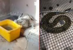 'Çerkes Cengiz'in villasına operasyon; Nil timsahı ve anakonda yılanı ele geçirildi