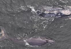 Nesli tükenme tehlikesi altındaki Kuzey Atlantik buzul balinası, yavrusuyla görüntülendi
