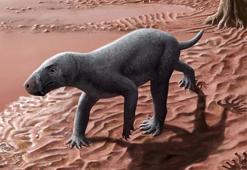 280 milyon yıllık fosil türünün en eski örneği bulundu