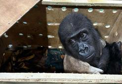İstanbul Havalimanı'nda goril yavrusu yakalandı
