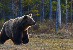 Japonya’da ayı saldırıları nedeniyle avlanma yasaları gevşetiliyor